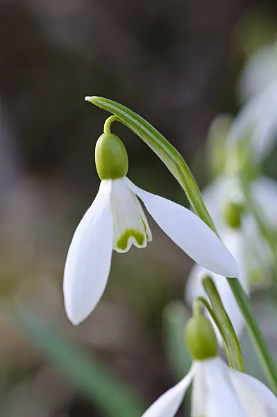 482049 - Common snowdrop (Galanthus nivalis)