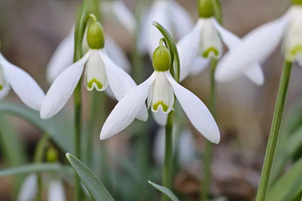 482050 - Common snowdrop (Galanthus nivalis)