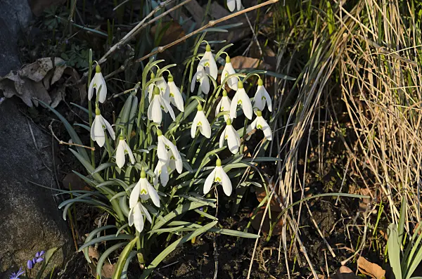 494044 - Common snowdrop (Galanthus nivalis)