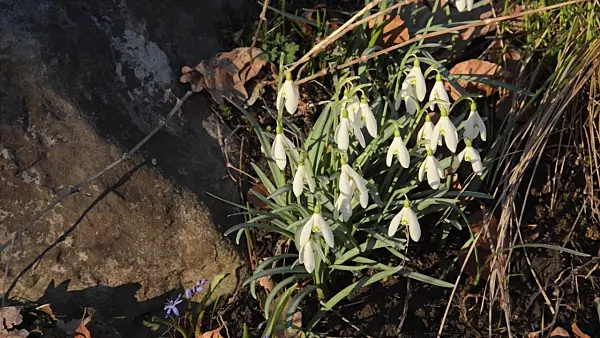 494050 - Common snowdrop (Galanthus nivalis)
