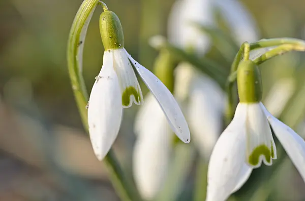 494058 - Common snowdrop (Galanthus nivalis)