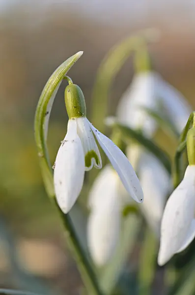 494059 - Common snowdrop (Galanthus nivalis)