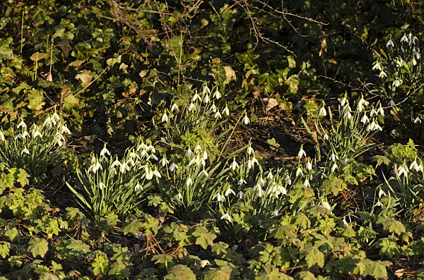 494060 - Common snowdrop (Galanthus nivalis)