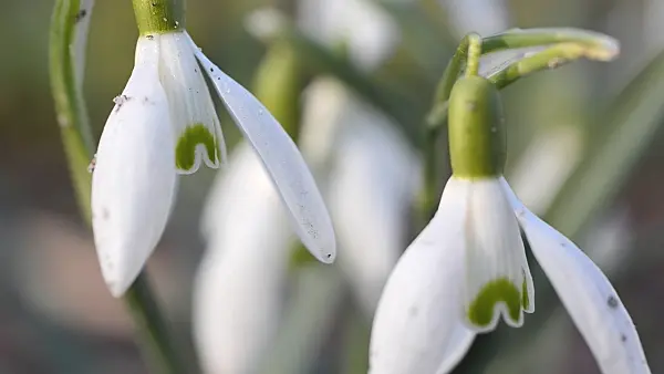 494068 - Common snowdrop (Galanthus nivalis)