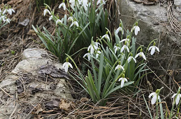 494082 - Common snowdrop (Galanthus nivalis)