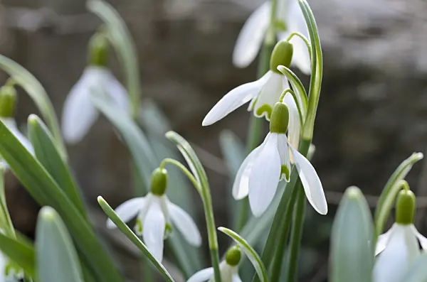 494083 - Common snowdrop (Galanthus nivalis)