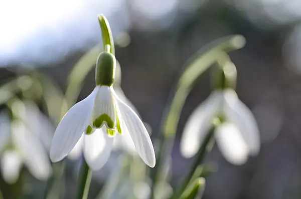 494084 - Common snowdrop (Galanthus nivalis)