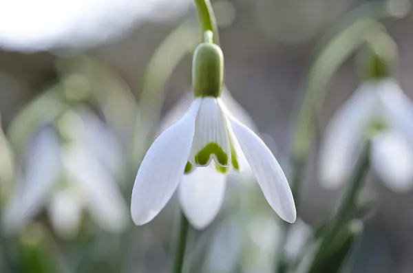 494085 - Common snowdrop (Galanthus nivalis)