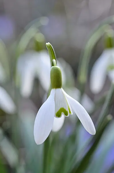 494086 - Common snowdrop (Galanthus nivalis)