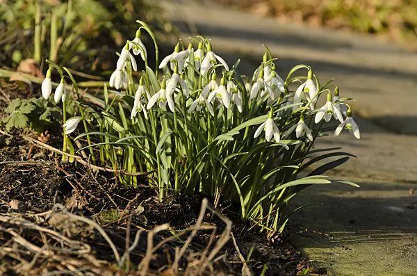 494092 - Common snowdrop (Galanthus nivalis)