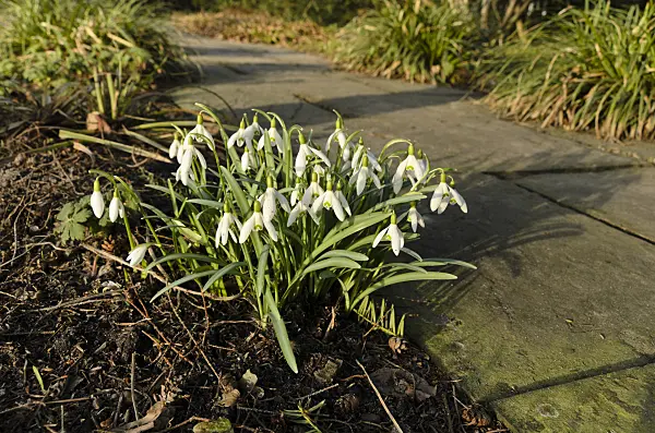 494093 - Common snowdrop (Galanthus nivalis)
