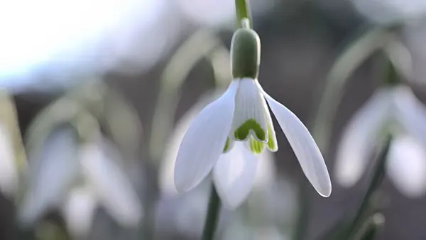 494112 - Common snowdrop (Galanthus nivalis)