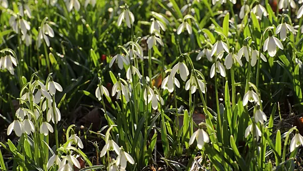 506004 - Common snowdrop (Galanthus nivalis)
