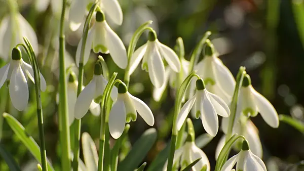 506005 - Common snowdrop (Galanthus nivalis)