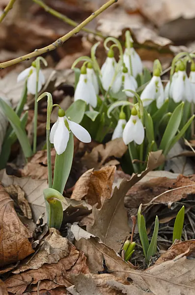 506023 - Common snowdrop (Galanthus nivalis)
