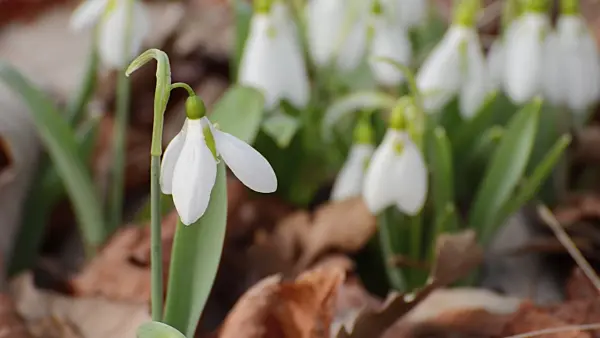 506026 - Common snowdrop (Galanthus nivalis)
