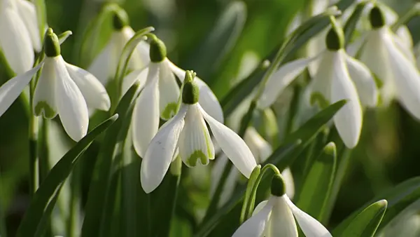 506029 - Common snowdrop (Galanthus nivalis)