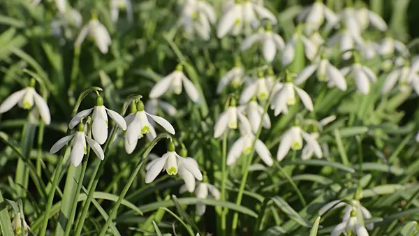 506030 - Common snowdrop (Galanthus nivalis)