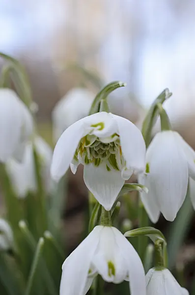 518075 - Common snowdrop (Galanthus nivalis)