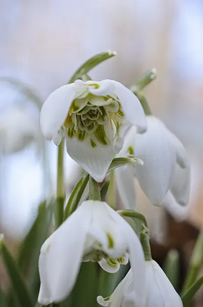 518077 - Common snowdrop (Galanthus nivalis)