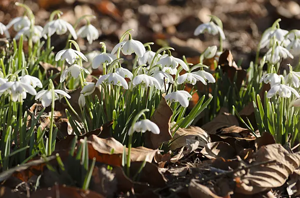 518084 - Common snowdrop (Galanthus nivalis)