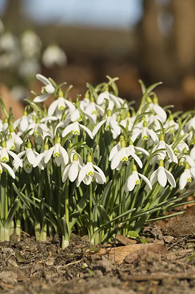 518093 - Common snowdrop (Galanthus nivalis)