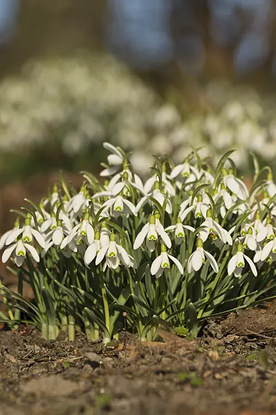 518094 - Common snowdrop (Galanthus nivalis)