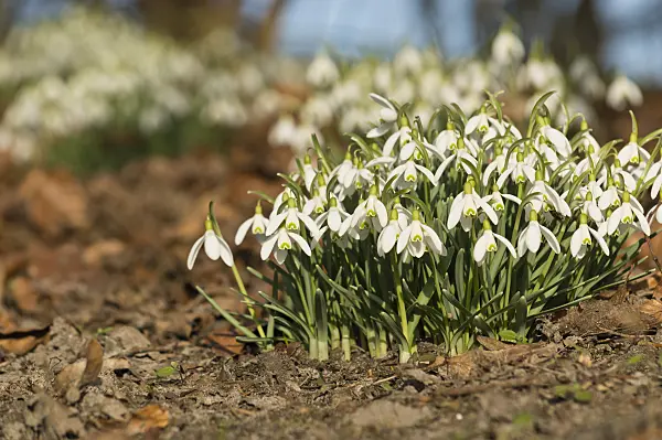 518095 - Common snowdrop (Galanthus nivalis)