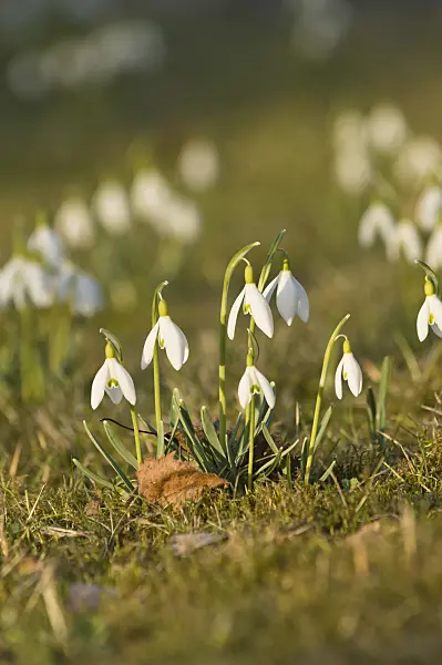 518105 - Common snowdrop (Galanthus nivalis)