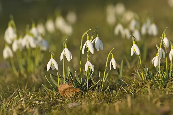 518106 - Common snowdrop (Galanthus nivalis)