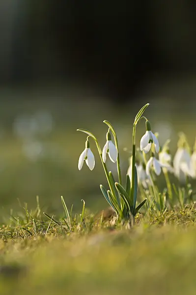 518107 - Common snowdrop (Galanthus nivalis)