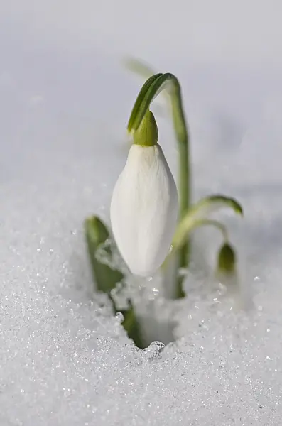 518114 - Common snowdrop (Galanthus nivalis)