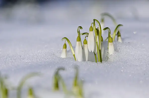 518116 - Common snowdrop (Galanthus nivalis)