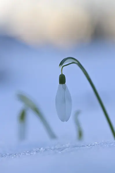 518131 - Common snowdrop (Galanthus nivalis)