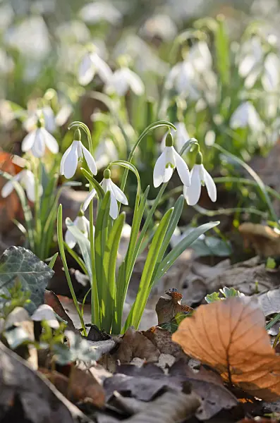 519009 - Common snowdrop (Galanthus nivalis)