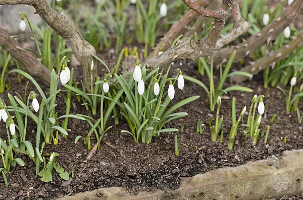 529036 - Common snowdrop (Galanthus nivalis)