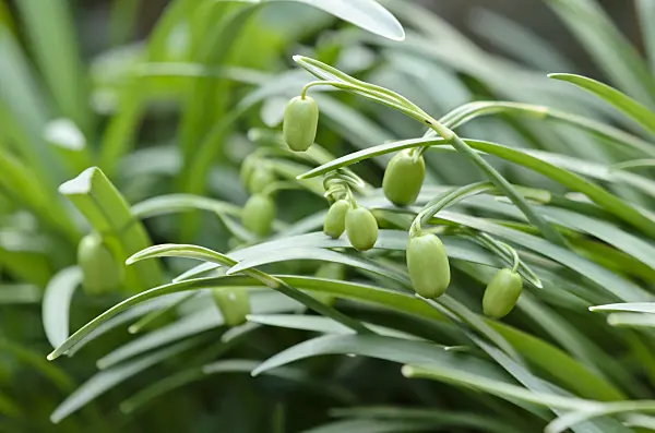 531015 - Common snowdrop (Galanthus nivalis)