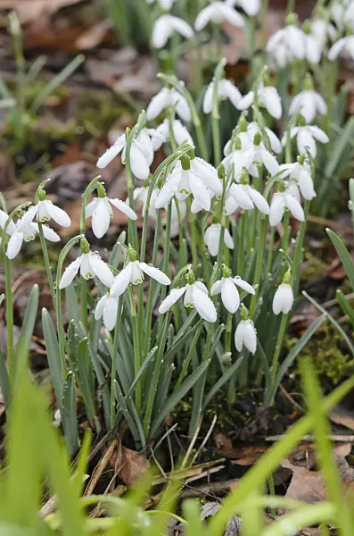 553015 - Common snowdrop (Galanthus nivalis)