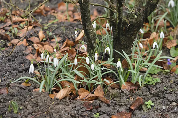 553098 - Common snowdrop (Galanthus nivalis)