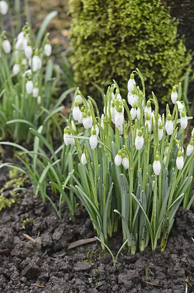 553099 - Common snowdrop (Galanthus nivalis)