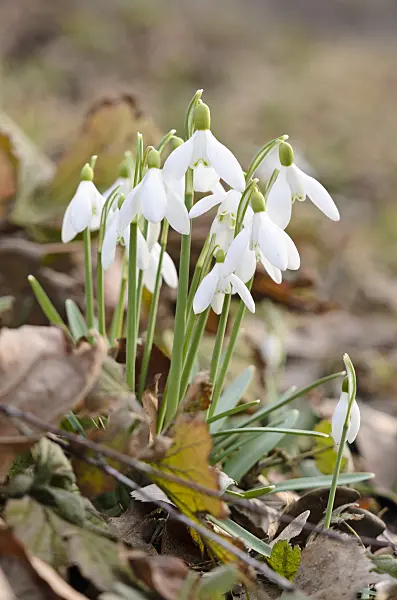 554009 - Common snowdrop (Galanthus nivalis)