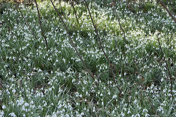 554028 - Common snowdrop (Galanthus nivalis)