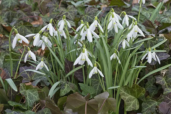 566087 - Common snowdrop (Galanthus nivalis)