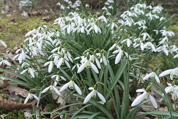 566094 - Common snowdrop (Galanthus nivalis)