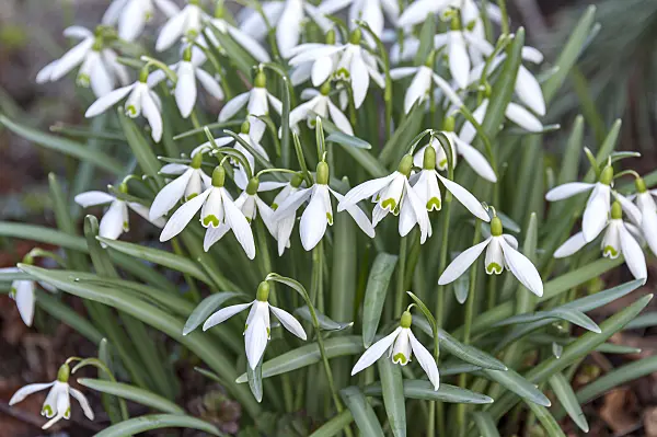 651286 - Common snowdrop (Galanthus nivalis)