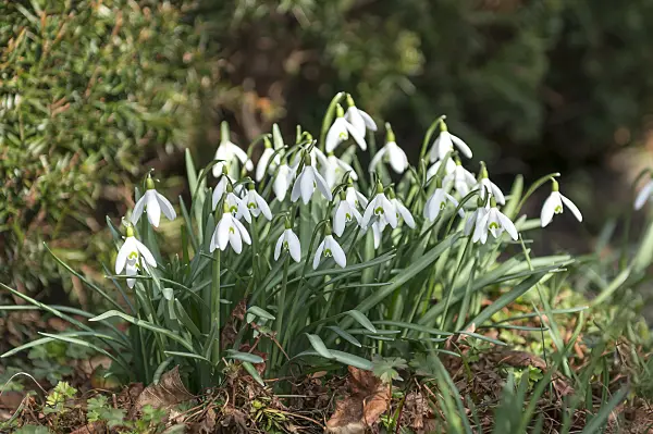 651287 - Common snowdrop (Galanthus nivalis)