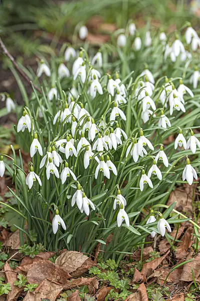651288 - Common snowdrop (Galanthus nivalis)