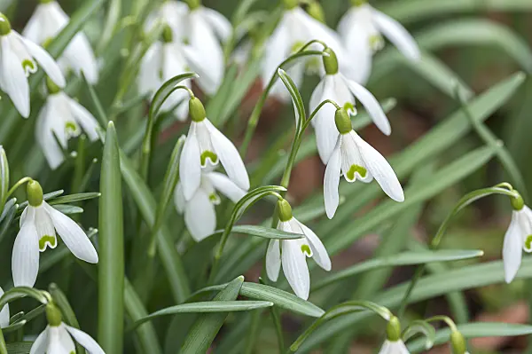 651289 - Common snowdrop (Galanthus nivalis)
