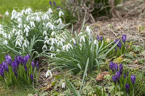651290 - Common snowdrop (Galanthus nivalis)
