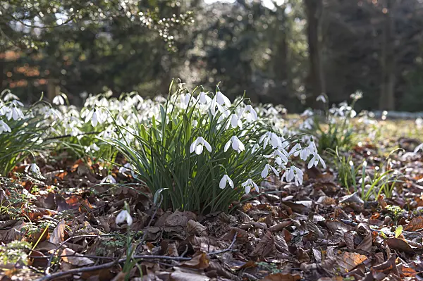 651291 - Common snowdrop (Galanthus nivalis)